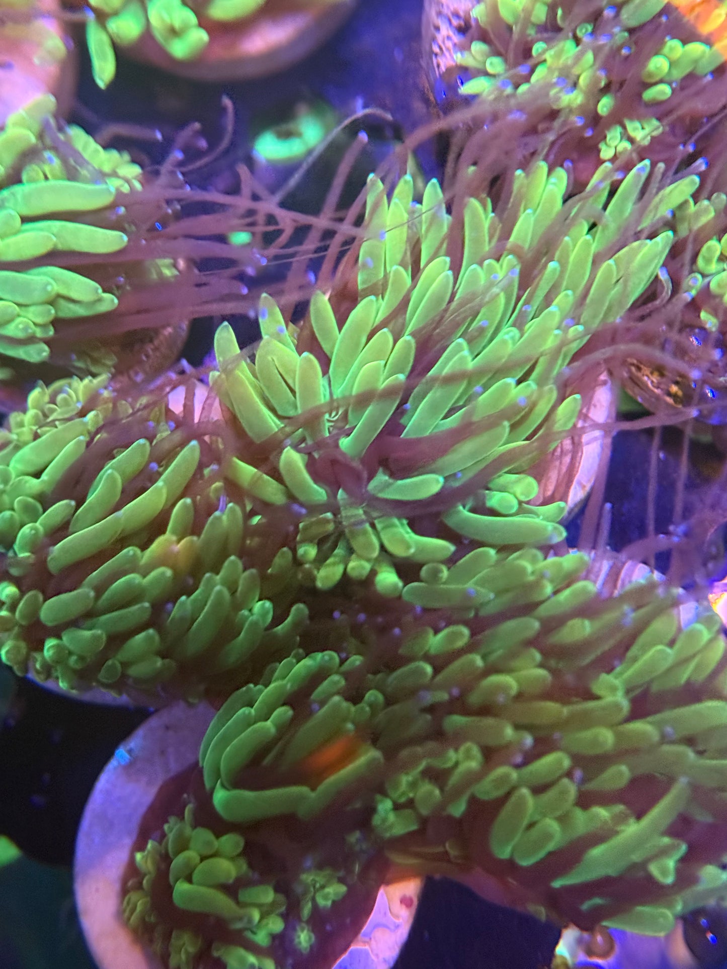Emerald Green Galaxea frag