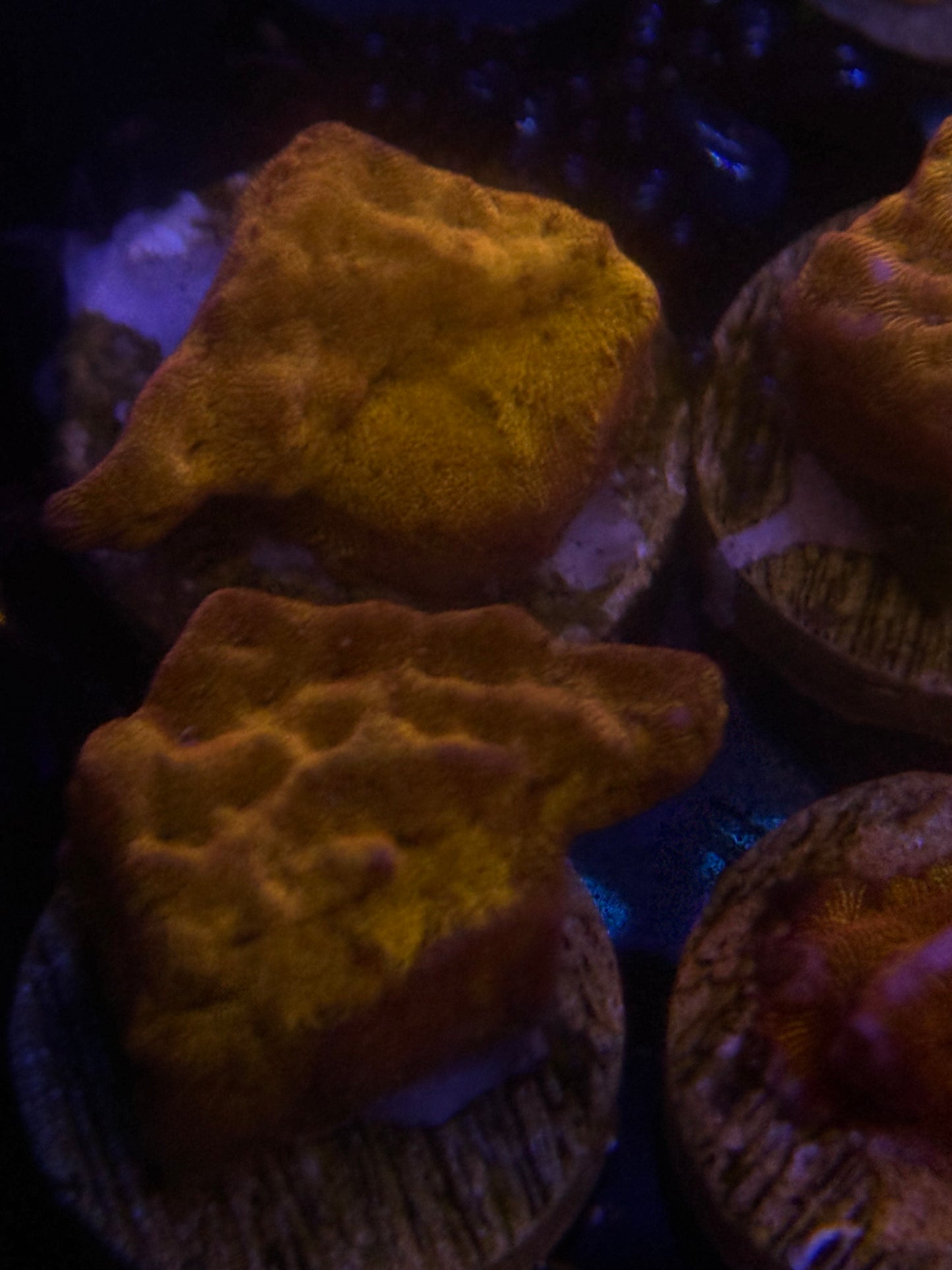 24k Gold Leptoseris frag