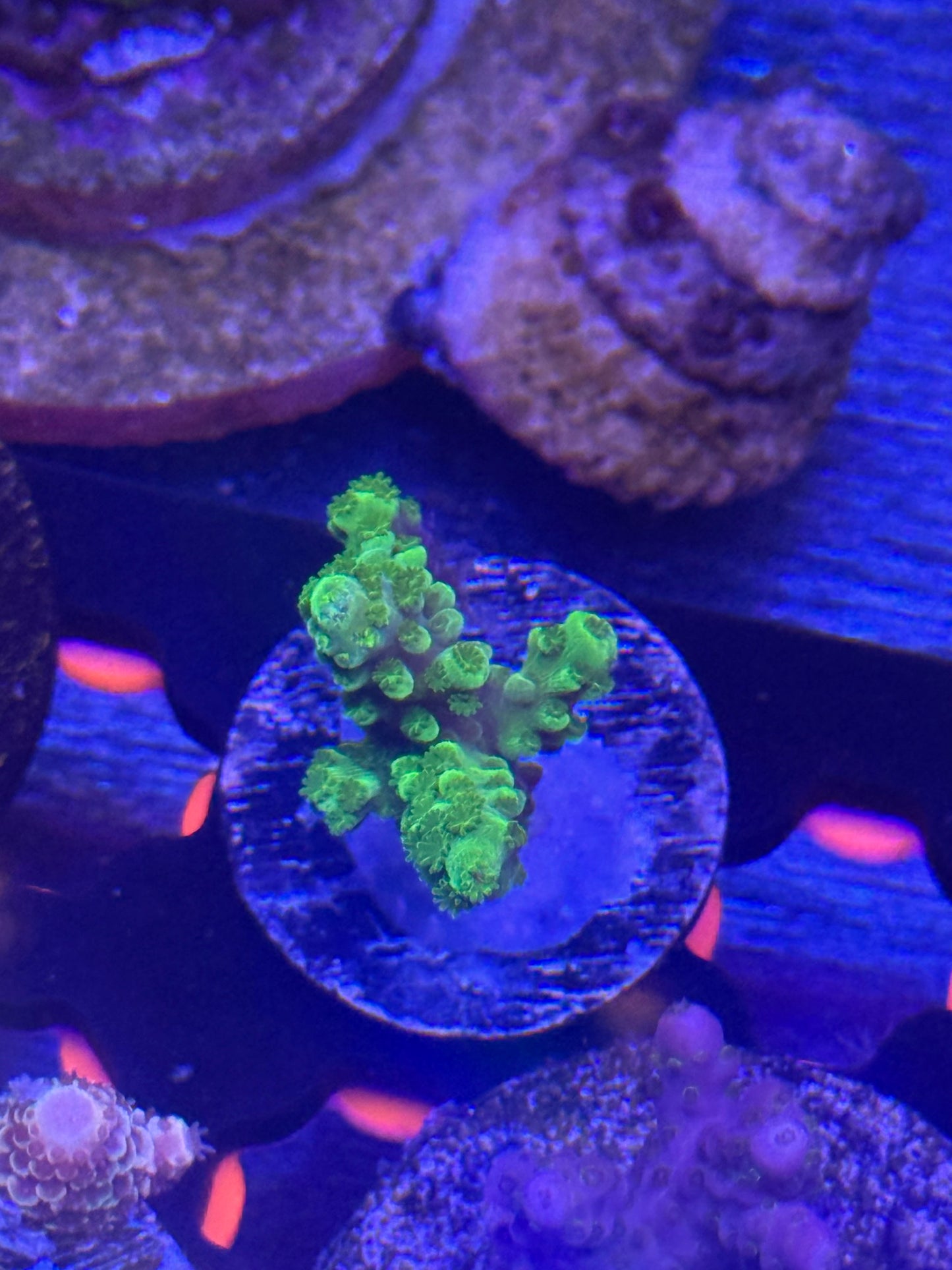 Green Slimer Acropora