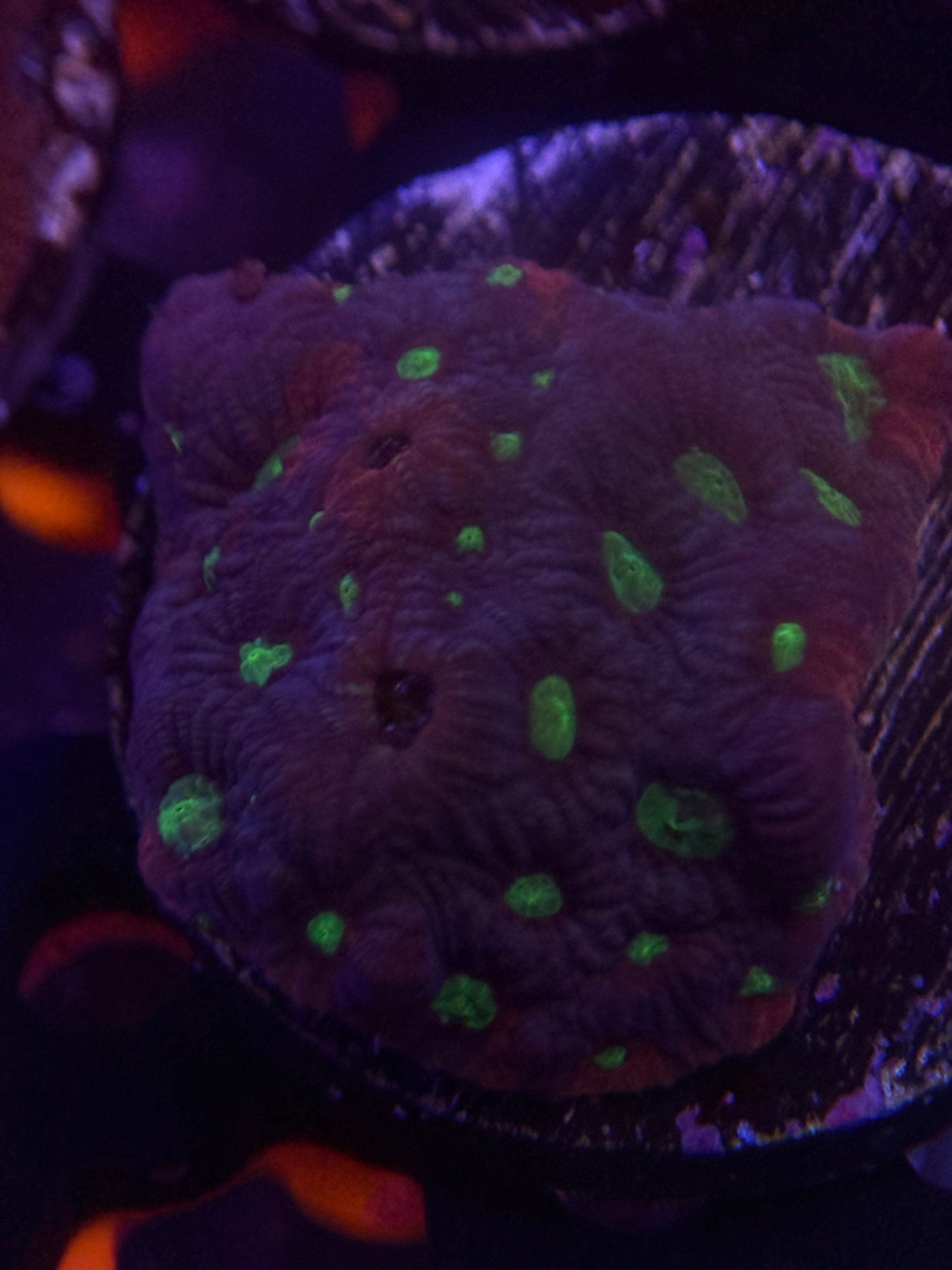 War Coral frag