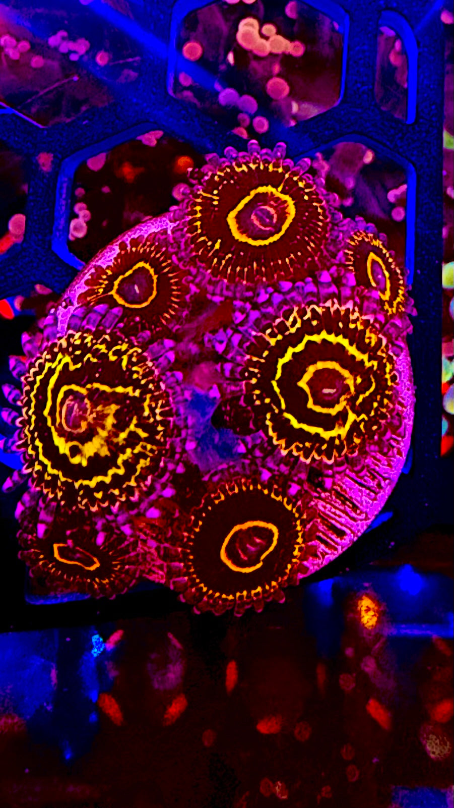 Reef Bunker aqua cultured