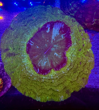 RARE Acanthophyllia Green, Blue Streaks