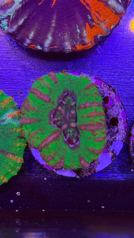 T-REX Button Scoly