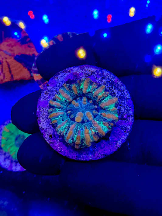 Button Scoly