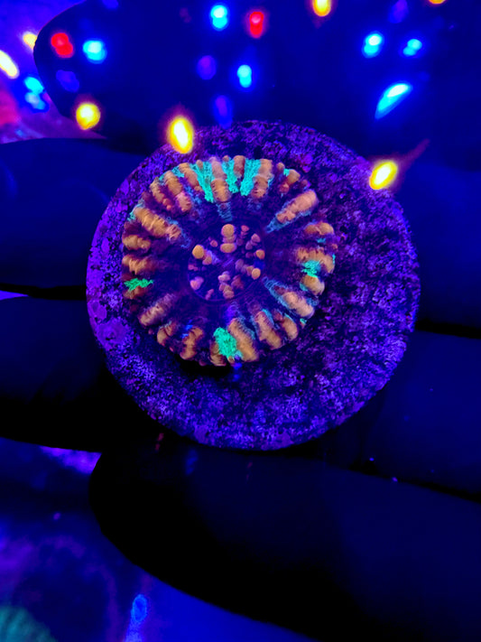Ultra Button Scoly