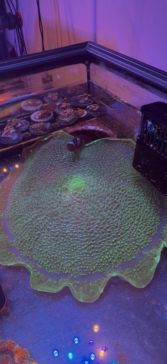 Giant Green Elephant Ear Mushroom