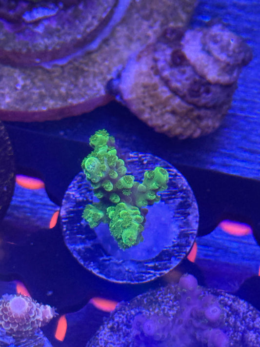 Green Slimer Acropora