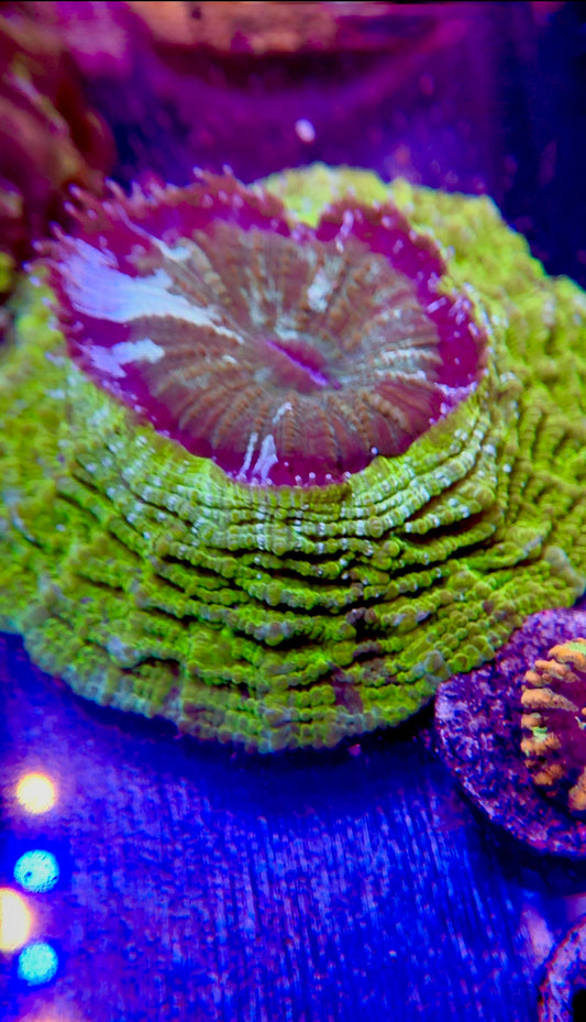 RARE Acanthophyllia Green, Blue Streaks