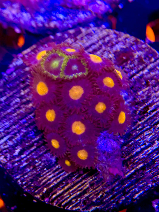 MISC Zoa Frag