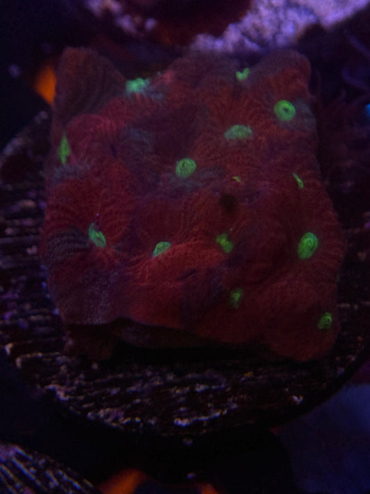 War Coral frag
