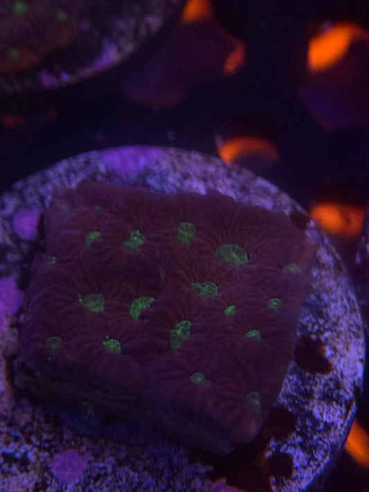 War Coral frag
