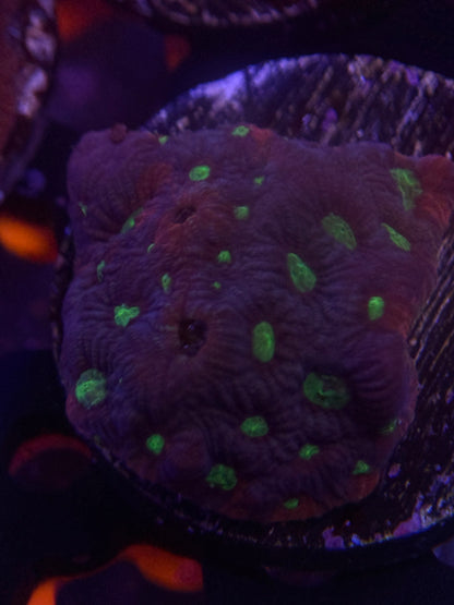 War Coral frag