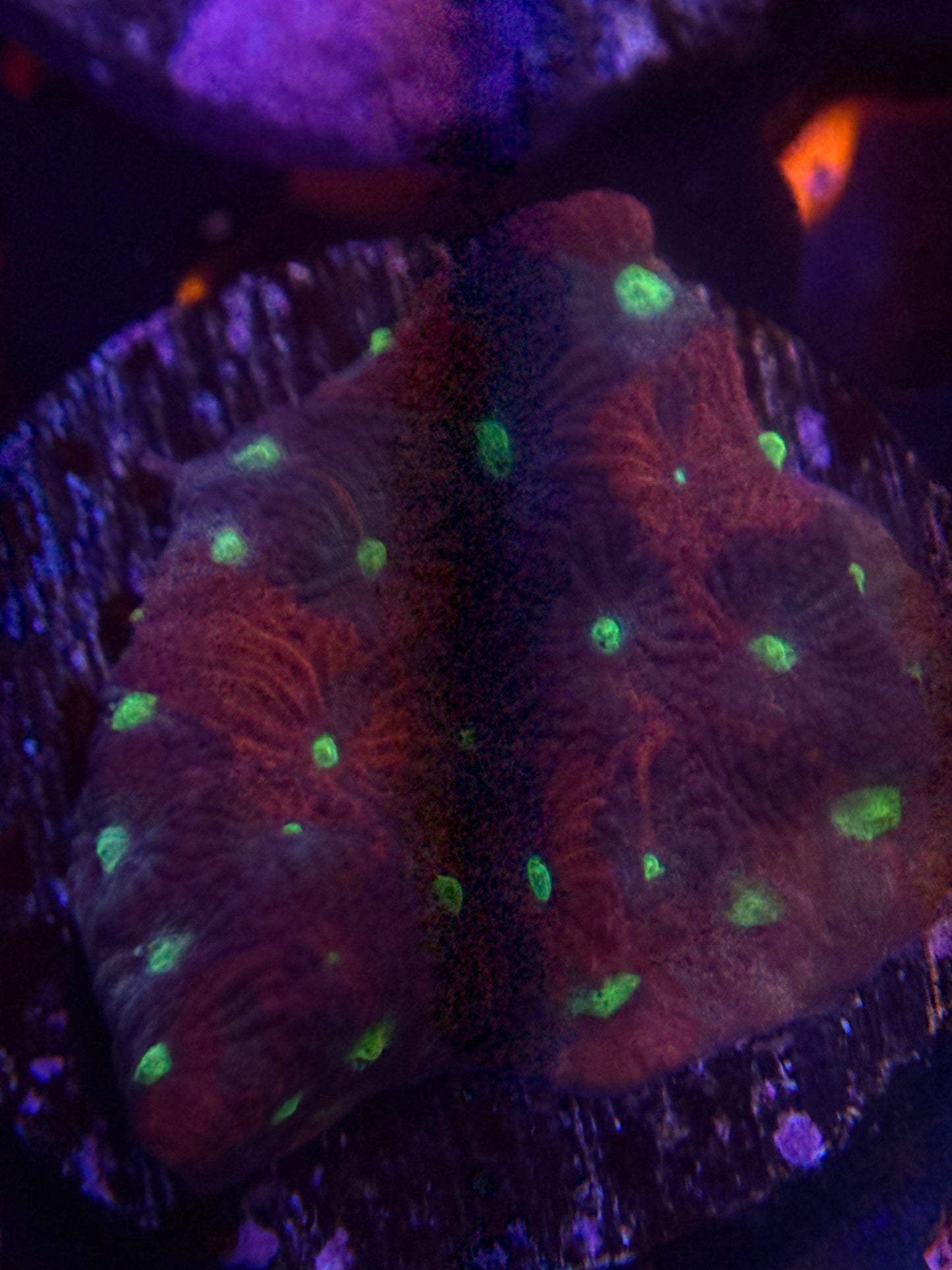 War Coral frag